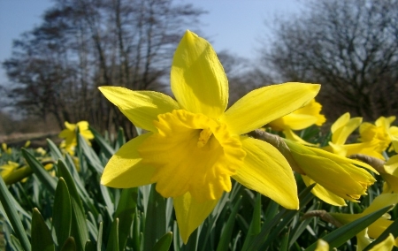 Flowers